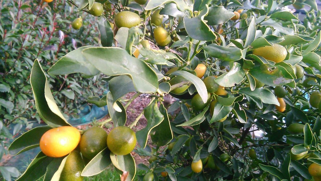 Valle-di-Campoloro A Sulana Chambre D'Hotes מראה חיצוני תמונה